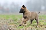 MALINOIS 879